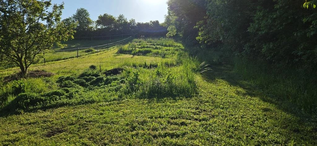 Grüne Wiese mit Schatten und hellem Sonnenlicht, seitlich ein Baum, dahinter Waldrand. Lebendige, frische Stimmung.