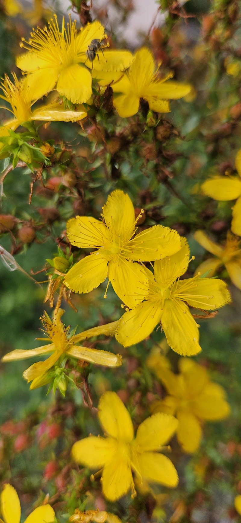 Johanniskraut - MBCT Kurs buchen bei Mindful Business - Maria Richter